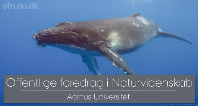 Foredrag: Med havets kæmper på jagt